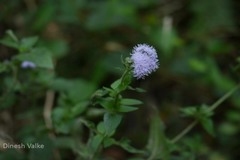 Ageratum houstonianum
